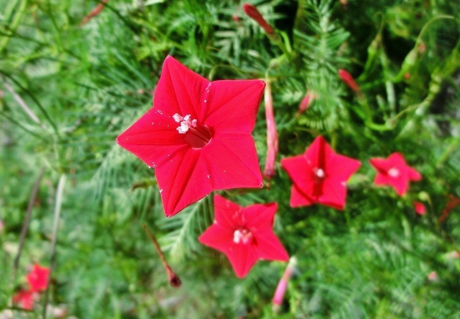 8 月 24 日 誕生 花