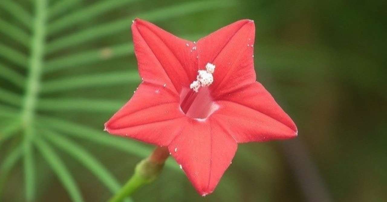 8 月 24 日 何 の 日 Article