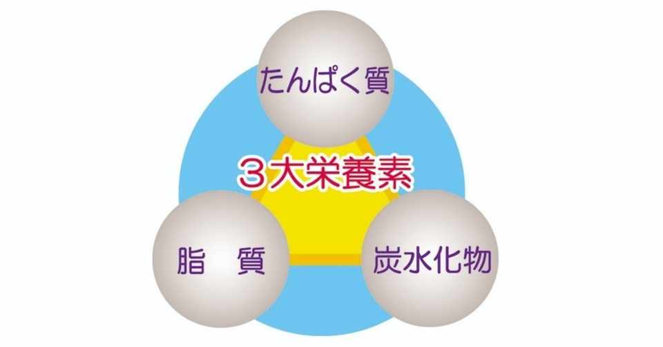 三大栄養素のひとつ たんぱく質 Yokoito イラスト Note