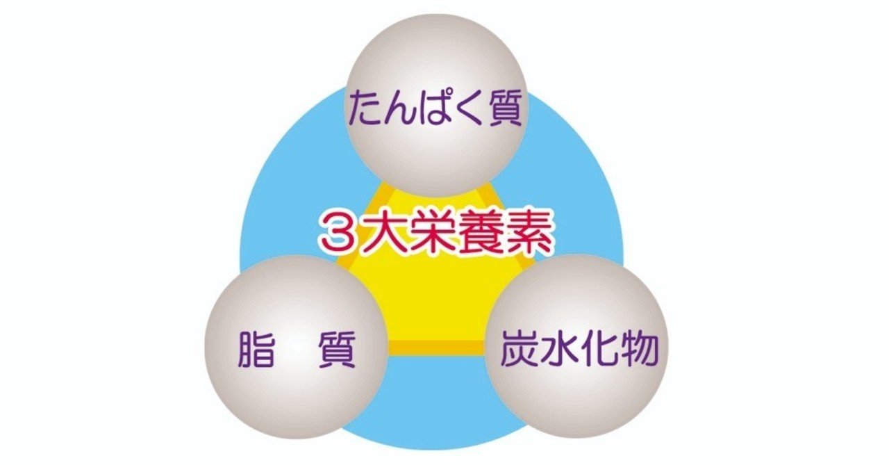三大栄養素のひとつ たんぱく質 Yokoito イラスト Note