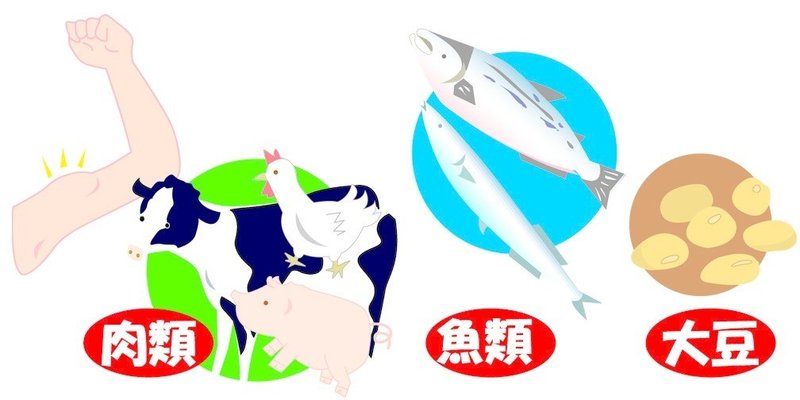 三大栄養素のひとつ たんぱく質 Yokoito イラスト Note