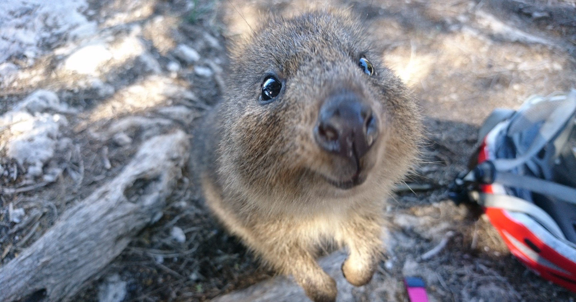 日本に来たクオッカワラビーに会いに 彩の国へいってきた あおいちゅん Note 日本に来たクオッカワラビーに会いに 彩の国へいってきた あおいちゅん Note