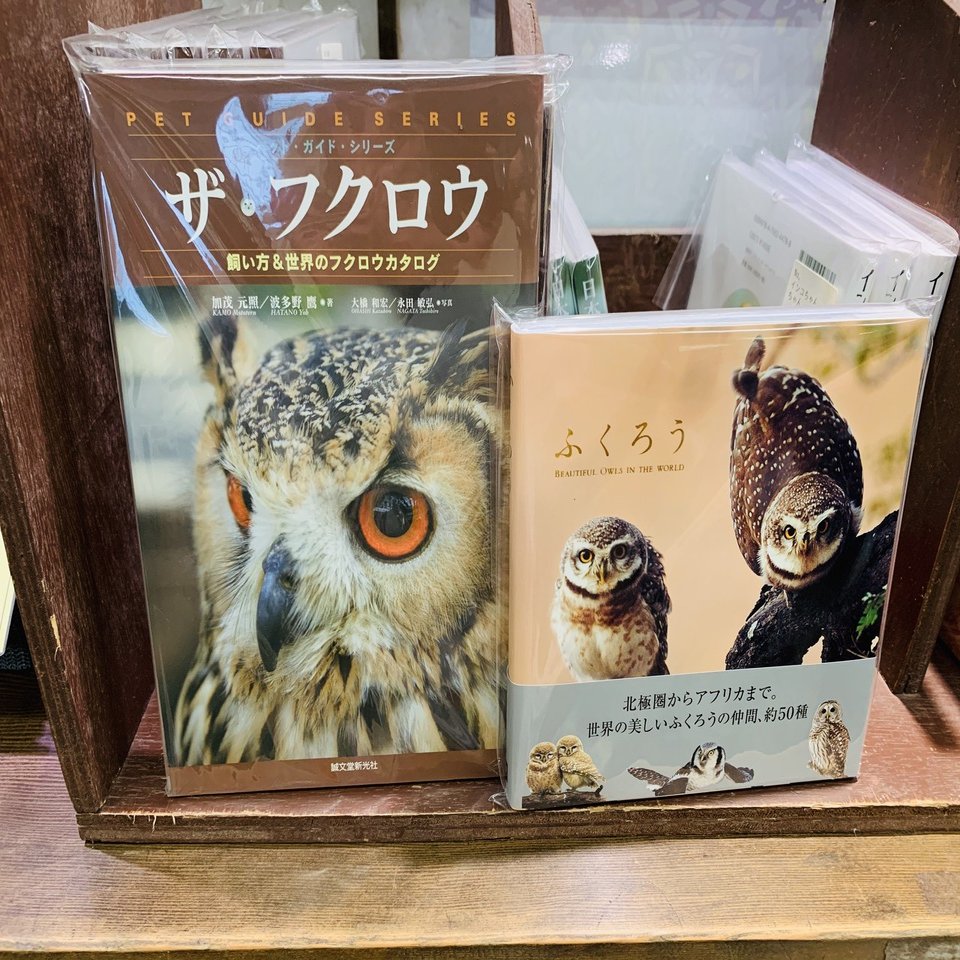 富士花鳥園のふくろうに会ってきました①アナホリフクロウ編｜続