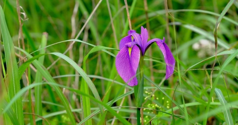 鮮やかな赤紫の花 ノハナショウブ Hhaannaaiihh Note