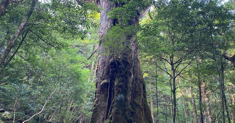 転がる岩、君に朝が降る~私から私たちへ。これからの生き方を、8月の屋久島にて~