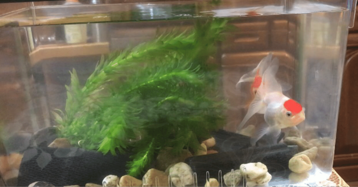 金魚を飼いました 3 Mr K Note