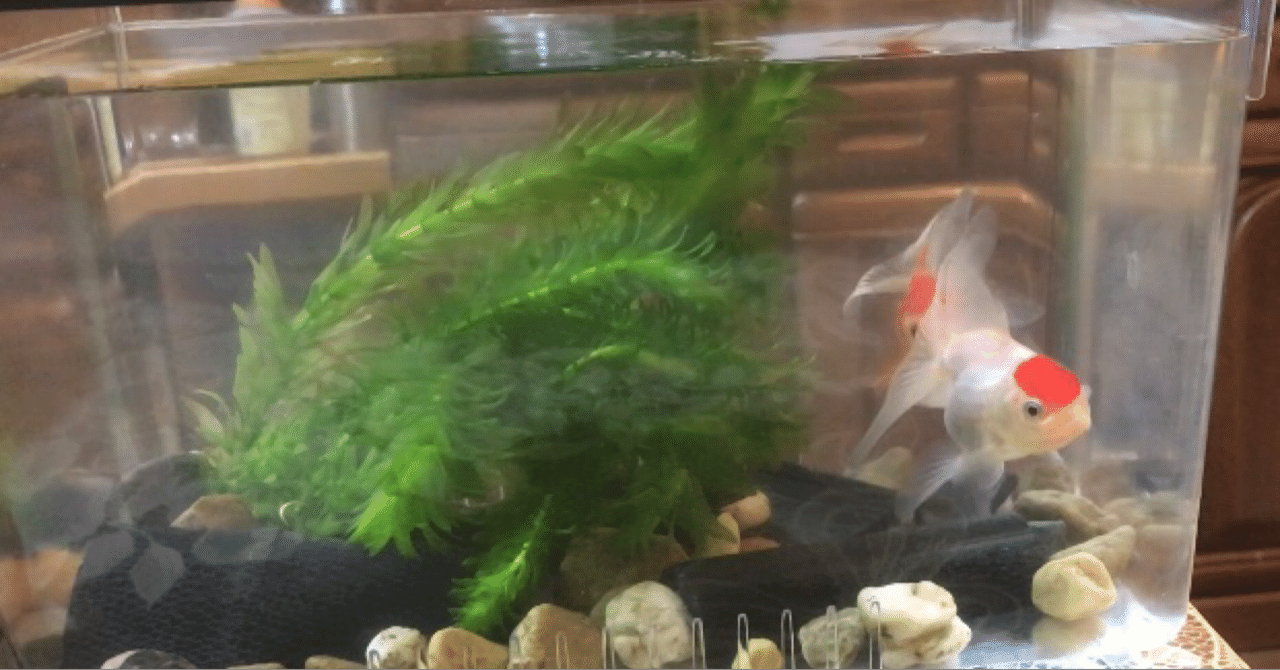 金魚を飼いました 3 Mr K Note