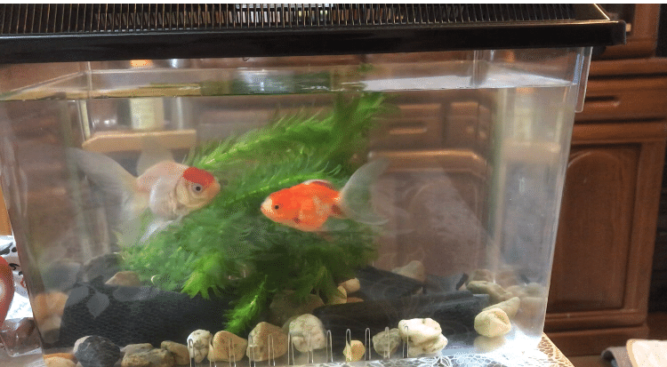金魚を飼いました 3 Mr K Note 金魚を飼いました 3 Mr K Note