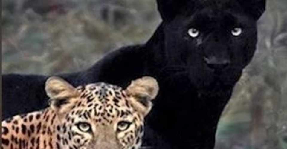 最も好ましい パンサー 動物 画像