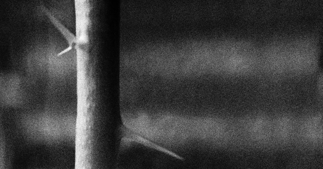 その彫刻刀を握る手は 彫刻された棘と 棘 のある諸身体 夜のそら Aセク情報室 Note