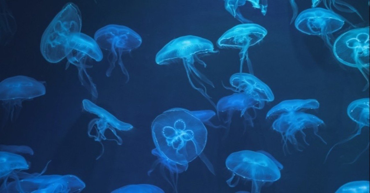 サカサクラゲ Makoto Okada Note サカサクラゲ Makoto Okada Note