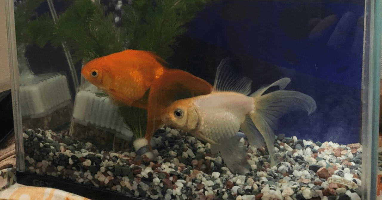 白くなった金魚 Tanaka Kei Note 白くなった金魚 Tanaka Kei Note