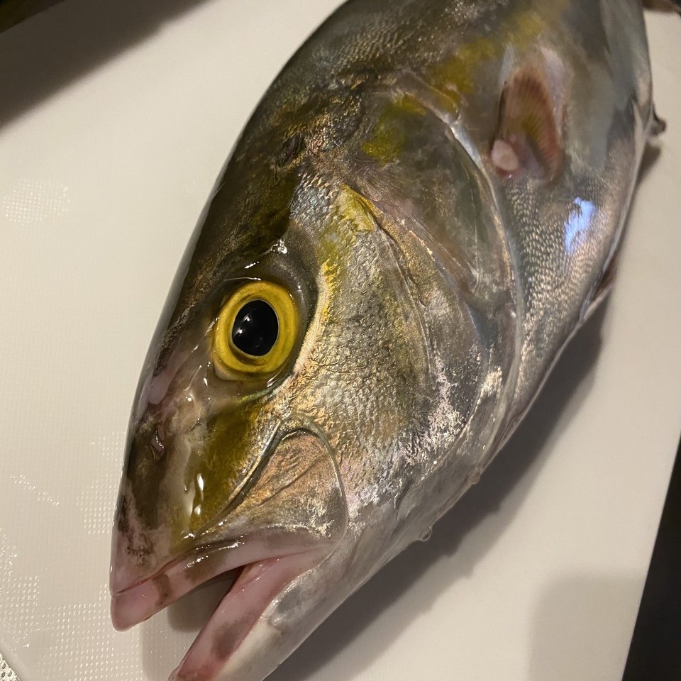 ヒラマサとカンパチという魚を見分ける Noriaki Kawanishi 田舎暮らしデザイナー Note