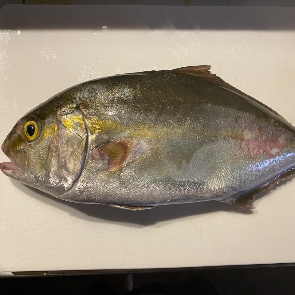 ヒラマサとカンパチという魚を見分ける Noriaki Kawanishi 田舎暮らしデザイナー Note