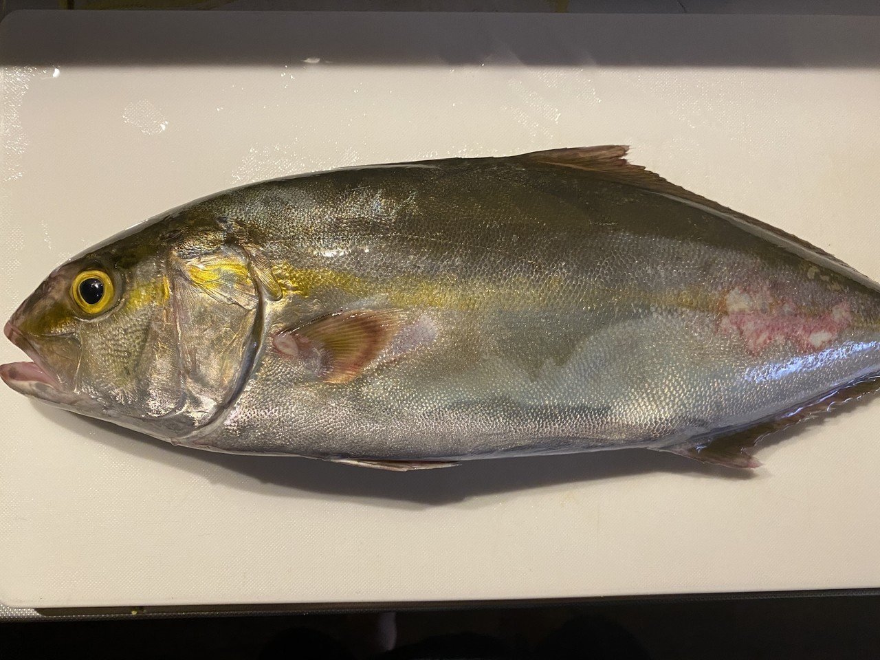 ヒラマサとカンパチという魚を見分ける Noriaki Kawanishi 田舎暮らしデザイナー Note ヒラマサとカンパチという魚を見分ける Noriaki Kawanishi 田舎暮らしデザイナー Note