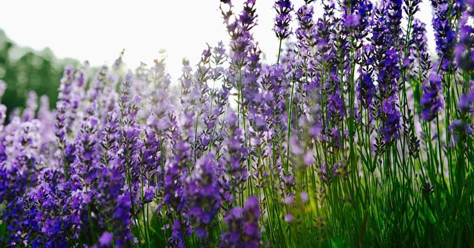 手作りのボディクリームで毎日を癒そう Blink Note