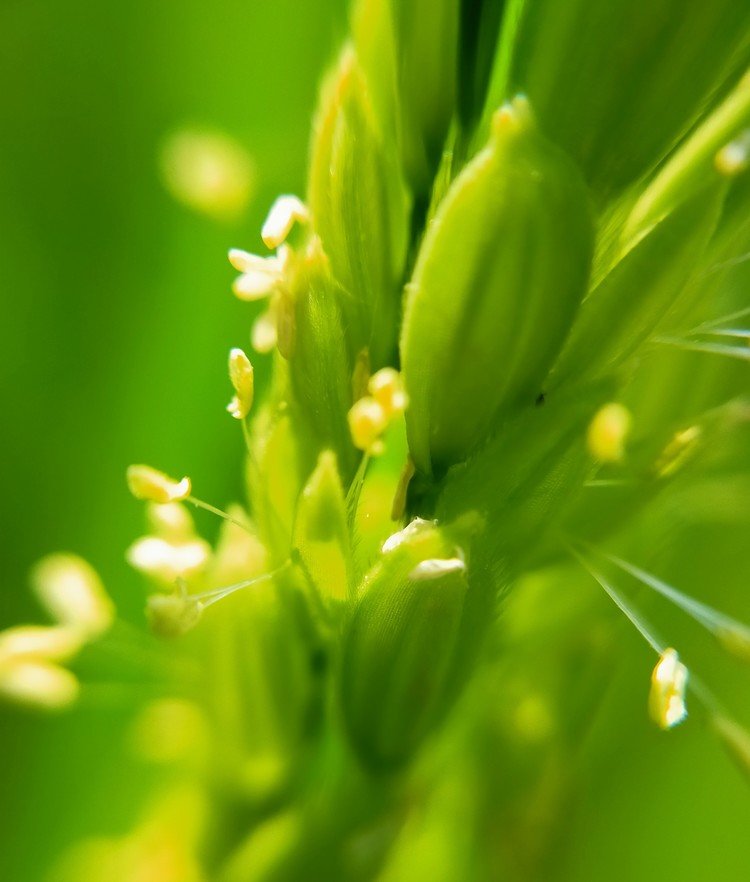 稲の花の花言葉は神聖 の新着タグ記事一覧 Note つくる つながる とどける 稲の花の花言葉は神聖 の新着タグ記事一覧 Note つくる つながる とどける