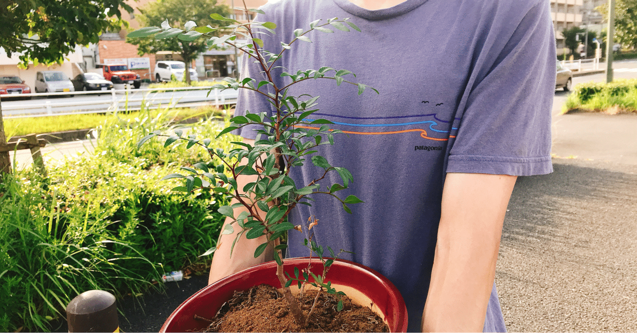 947日後にドイツに行くワタシ ピスタチオの木 ヒカルちゃん Note