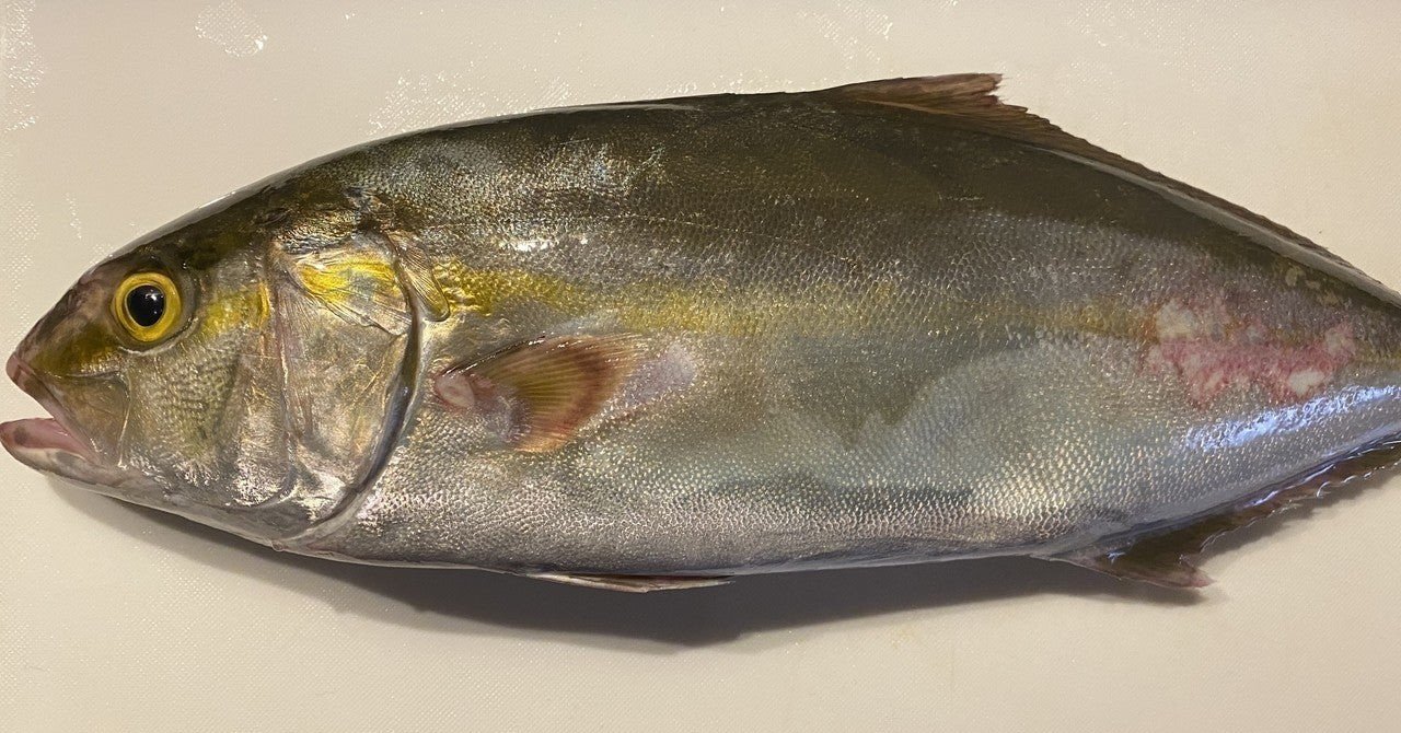 ヒラマサとカンパチという魚を見分ける Noriaki Kawanishi 半農デザイナー Note ヒラマサとカンパチという魚を見分ける Noriaki Kawanishi 半農デザイナー Note