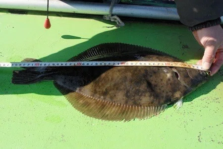 東京湾奥の船で狙うカレイ釣りで46センチ 伊藤遊船 玉置標本 Note
