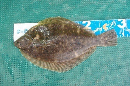 東京湾奥の船で狙うカレイ釣りで46センチ 伊藤遊船 玉置標本 Note 東京湾奥の船で狙うカレイ釣りで46センチ 伊藤遊船 玉置標本 Note