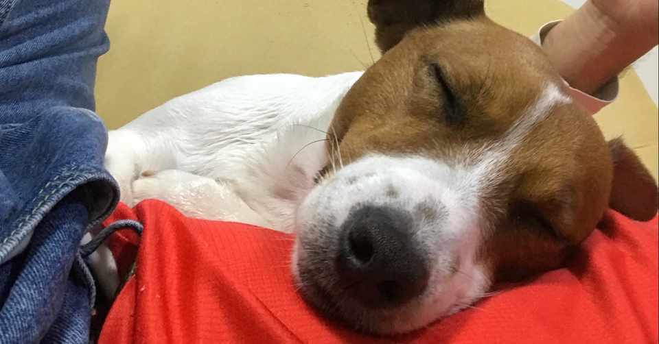 気になる犬の病気 クジラのしっぽ Note