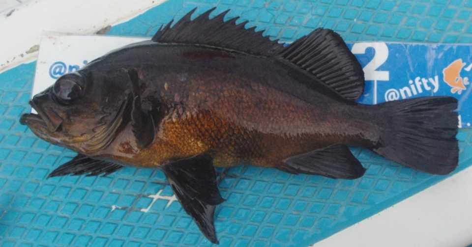 活きイワシをエサにしたメバル釣り イワシメバルに挑戦だ 昇丸 玉置標本 Note