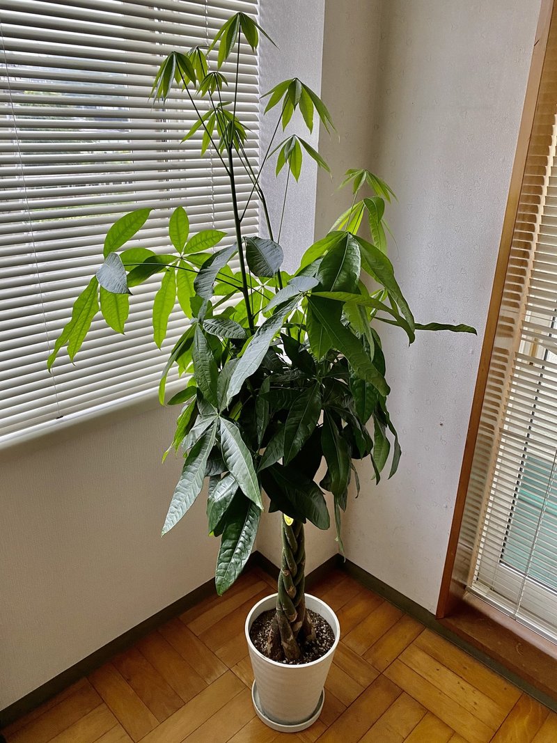 168 パキラがとんでもない成長をしています これからどうなっていくんだろう なんでも６５点 ヒトクイ Note