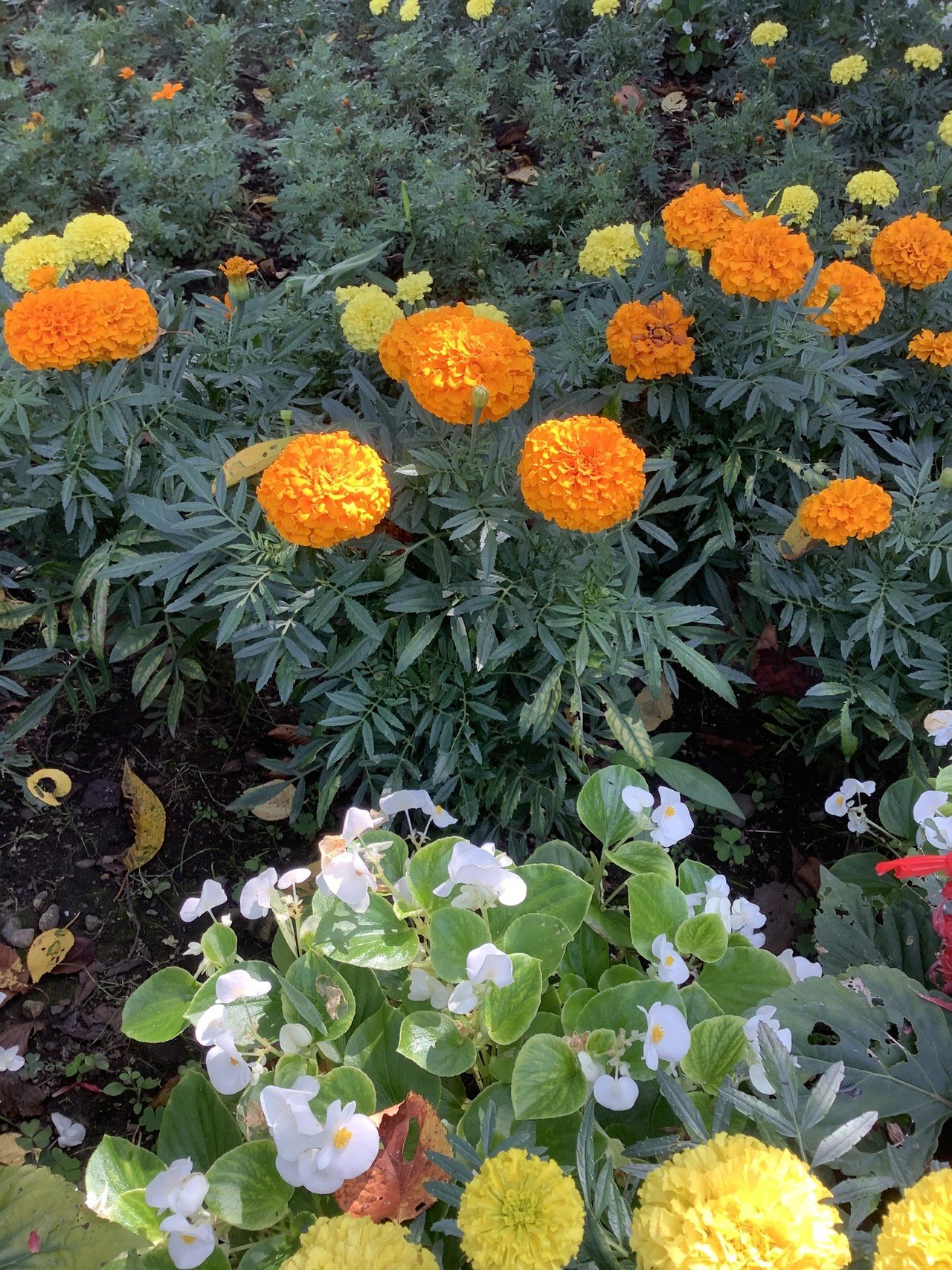 まんまるの花を見つけました もこもこ ボールみたい 今週も元気にね おりちゃ Note