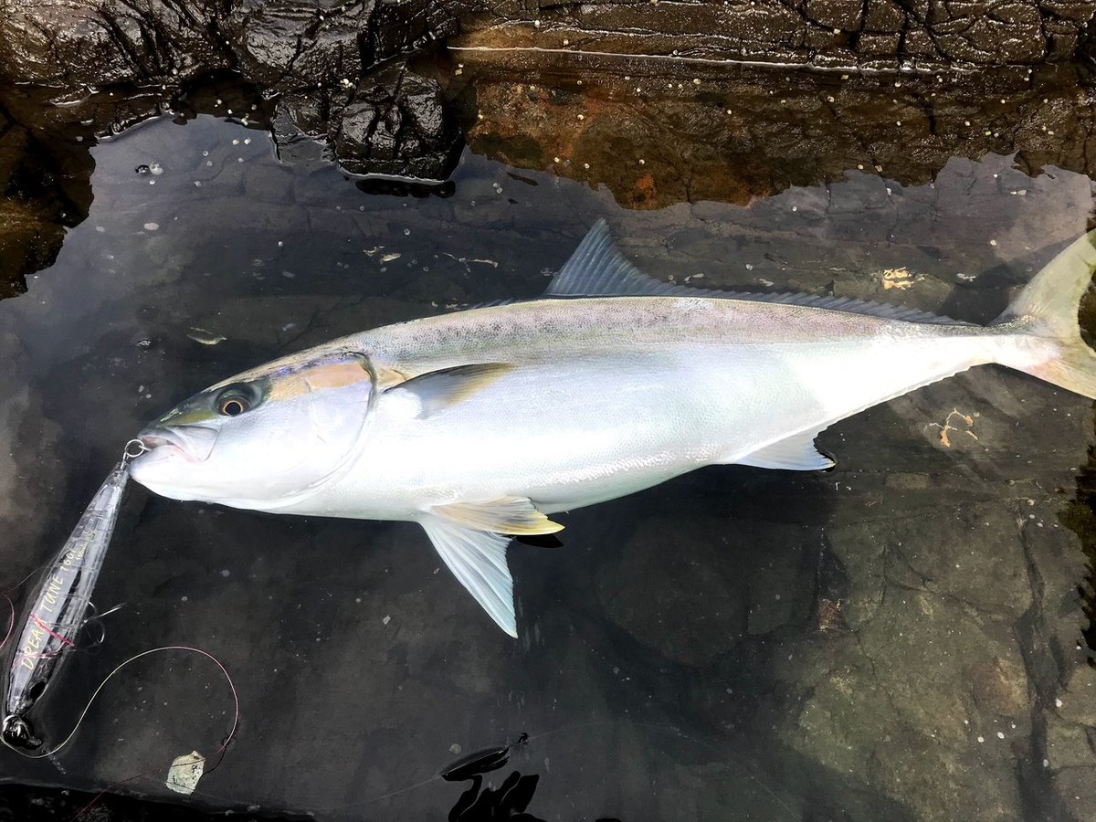 【希少】EVISU WAREHOUSE 9103 36 鯛釣り 白かもめ 大きめ 希少】EVISU WAREHOUSE 9103 36 鯛釣り 白かもめ 大きめ EVISU