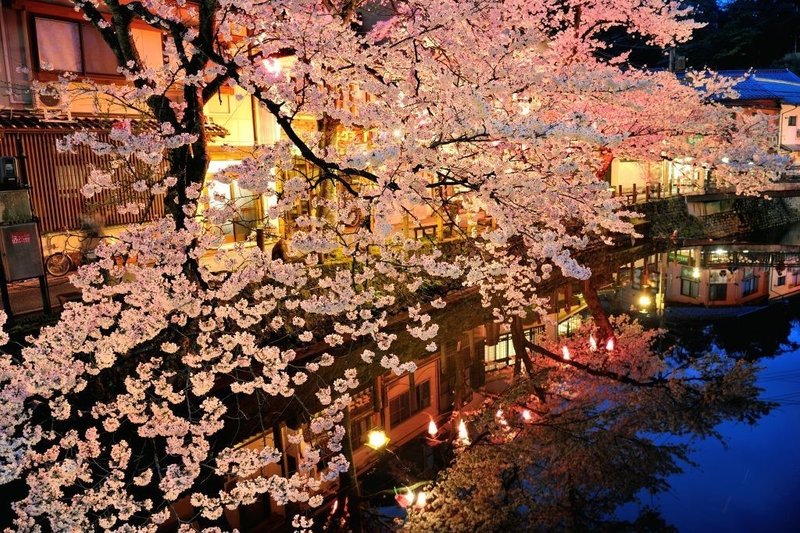 豊岡市 桜 Siouxcitizen Note