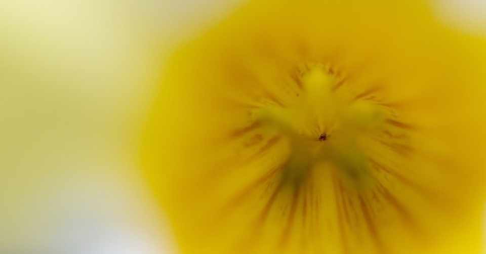 すっかりタイの花になった アラマンダ タイでどこにでも咲く花 24 Masayuki Saito Note