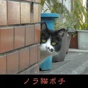 ノラ猫ポチのヒト観察(化け猫視点の呪い解き)