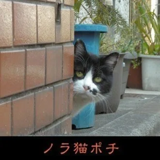 ノラ猫ポチのヒト観察(化け猫視点の呪い解き)