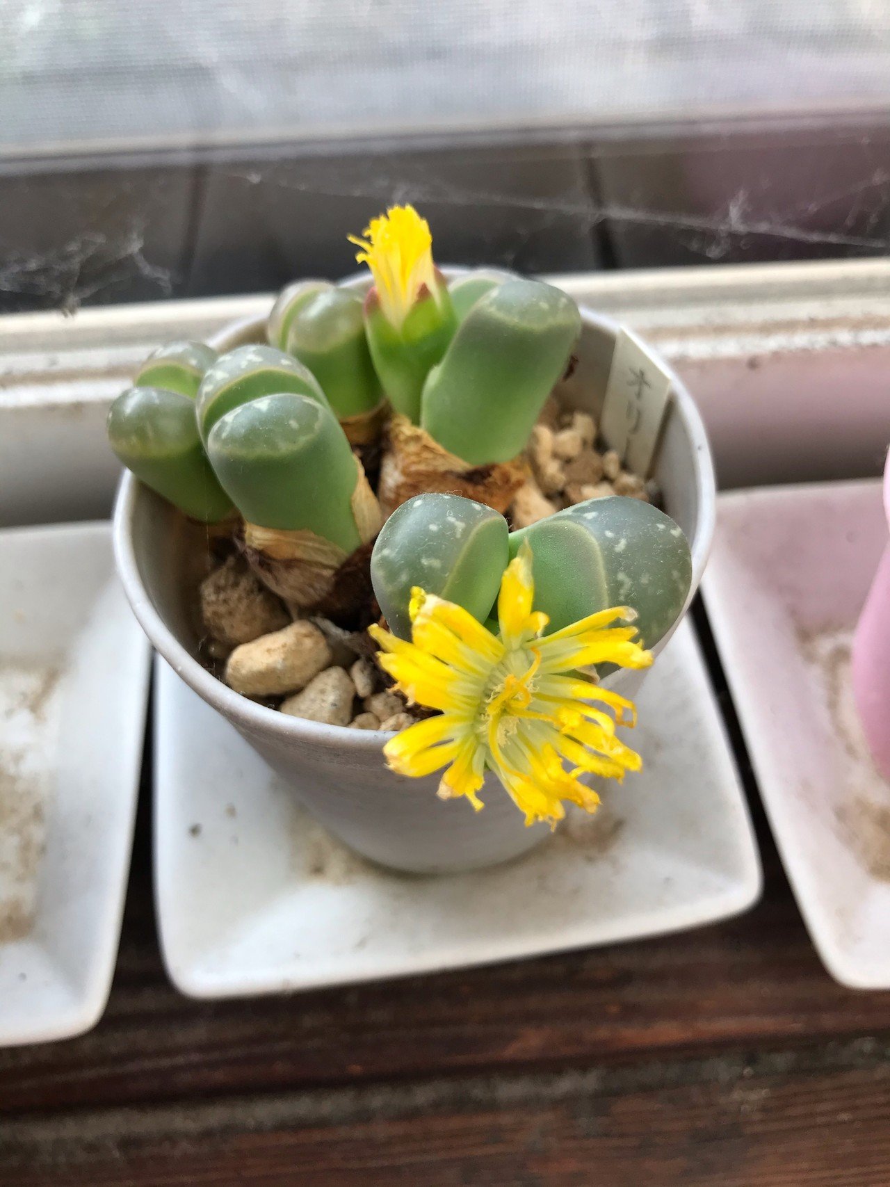 自分の趣味をラノベ風に書いてみたら 第6回『この石みたいなやつに