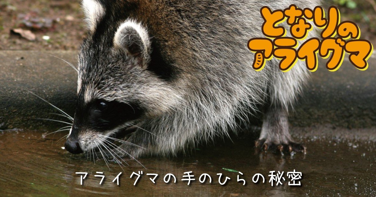 となりのアライグマ その3 アライグマの手のひらの秘密 映像制作会社つばめプロ Note となりのアライグマ その3 アライグマの手のひらの秘密 映像制作会社つばめプロ Note