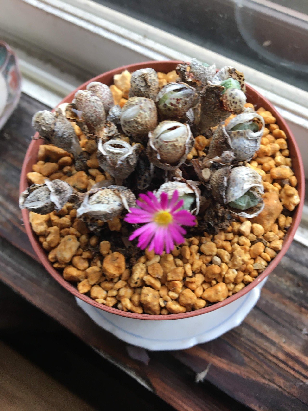 自分の趣味をラノベ風に書いてみたら 第6回『この石みたいなやつに