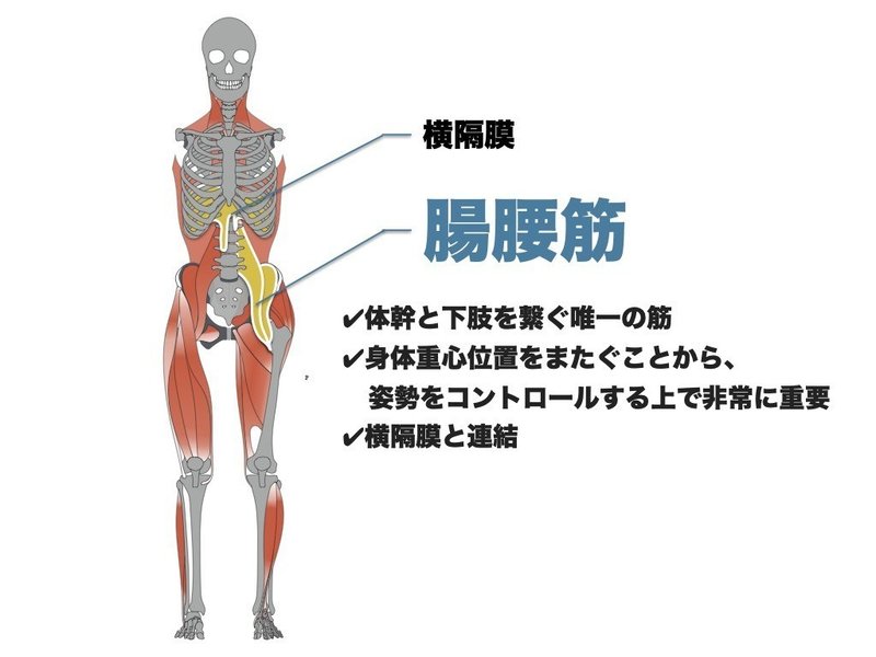 身体を繋ぐ 重要な筋肉 腸腰筋 L Fit Note