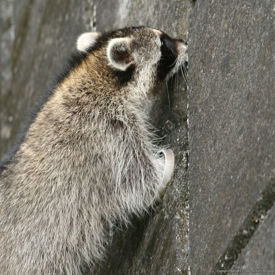 となりのアライグマ その３ アライグマの手のひらの秘密 映像制作会社つばめプロ Note