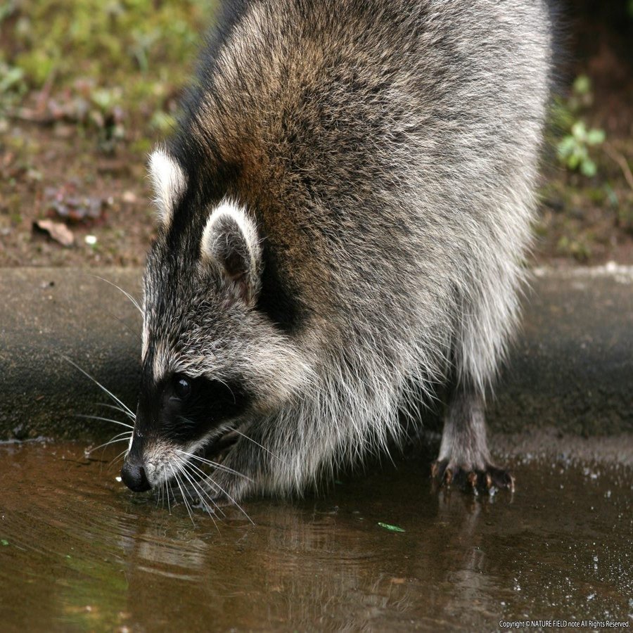 となりのアライグマ その３ アライグマの手のひらの秘密 映像制作会社つばめプロ Note