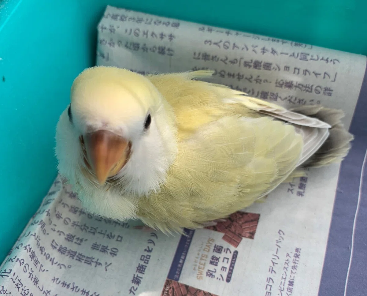 コザクラインコ、メイとの偶然の出会い｜ぽよ