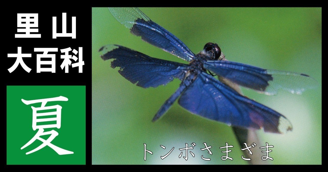 里山大百科「夏」トンボさまざま|映像制作会社つばめプロ|note