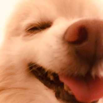 犬の尿漏れ おねしょ 記録 3 解決 まとめ まるぼうろ Note