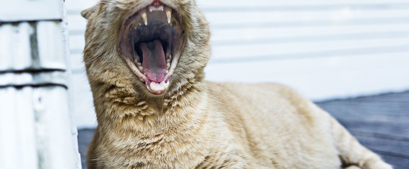 自分に正直に生きると 自分を嫌いになれない ニューヨーカーが楽しく生きる理由 ゆかりん 英語スクールオーナー Note