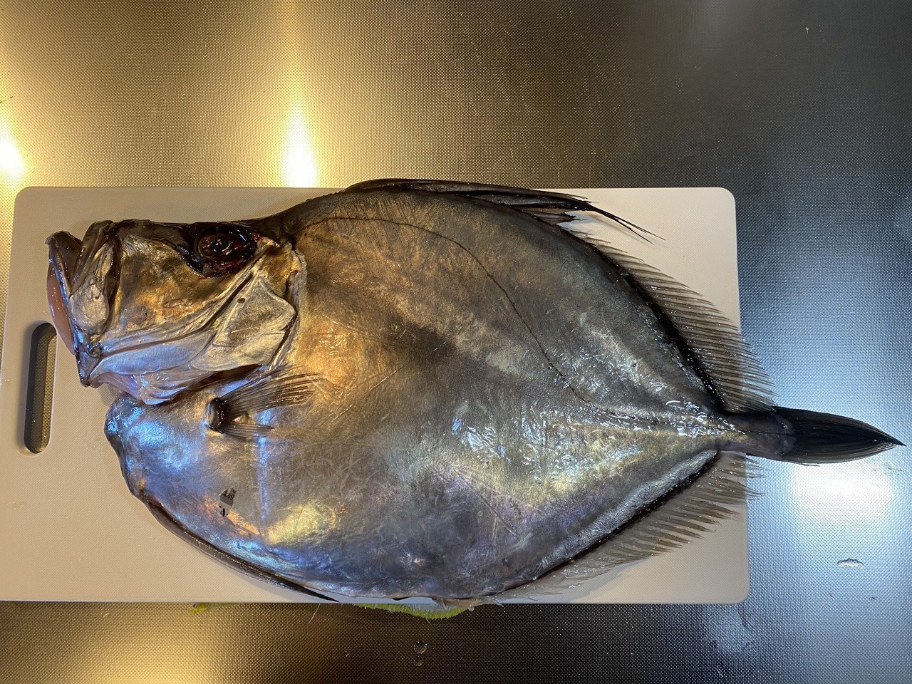 顔面ブサイクだけど体は美しい カガミダイを捌く Noriaki Kawanishi 田舎暮らしデザイナー Note 顔面ブサイクだけど体は美しい カガミダイを捌く Noriaki Kawanishi 田舎暮らしデザイナー Note