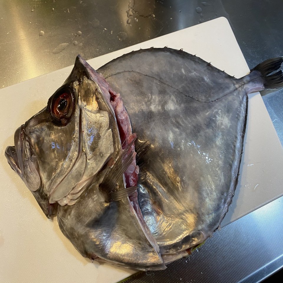 顔面ブサイクだけど体は美しい カガミダイを捌く Noriaki Kawanishi 田舎暮らしデザイナー Note