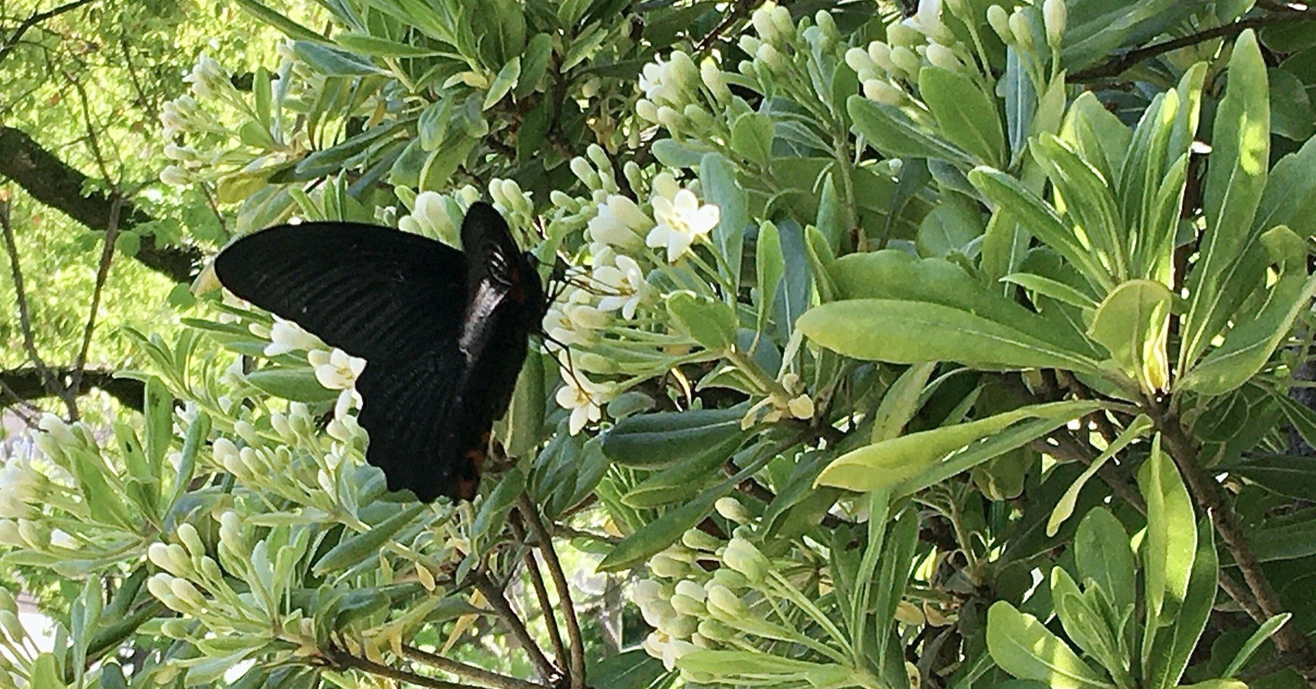 クロアゲハ Luna N Note