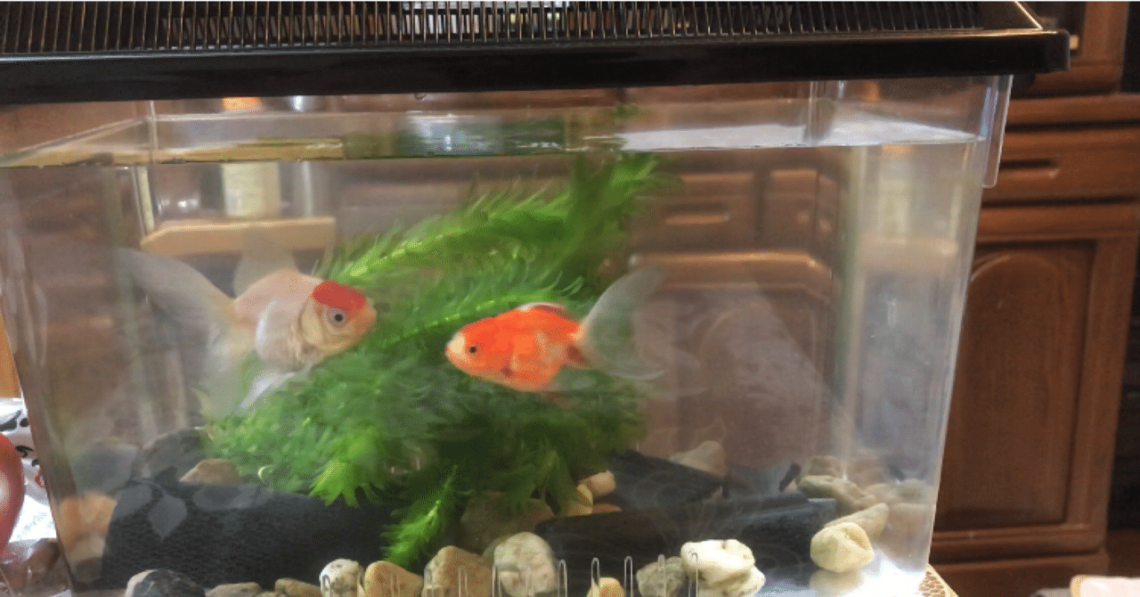 金魚を飼いました 4 Mr K Note