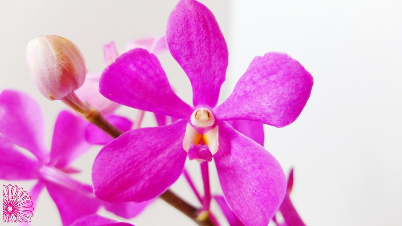 近づくと陽気なアイツ カイカトカイガ Note 近づくと陽気なアイツ カイカトカイガ Note