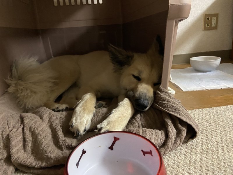 タンパク質摂取の注意点 ドッグライフサポーター 獅子パパ Note